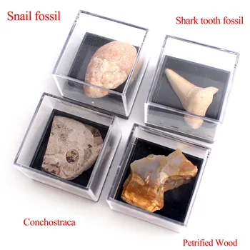 1pc Novi Prirodni Minerali Životinje Sa Kutijom Minerale Uzorak Biologija Geografija Trening Zbirka Uzoraka kamen je Kamen, Mini Dekor Slatka